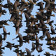 Image for article titled Dunbar's Number proves that you can't realistically follow more than 150 friends on Twitter